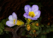 Phacelia fremontii 16-5983